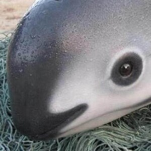 Will Mexico’s crackdown on illegal fishing give vaquita porpoises a fighting chance?