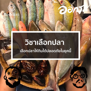 EP. 62 วิชาเลือกปลา : เลือกปลาให้กินได้ปลอดภัยในยุคนี้ - The Cloud Podcast