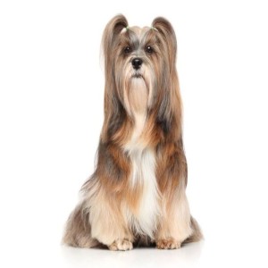What is Poodle Cross Breed