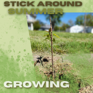 Stick Around Summer | Growing Pt 1 | Pastor Pat Rankin | May 5, 2024