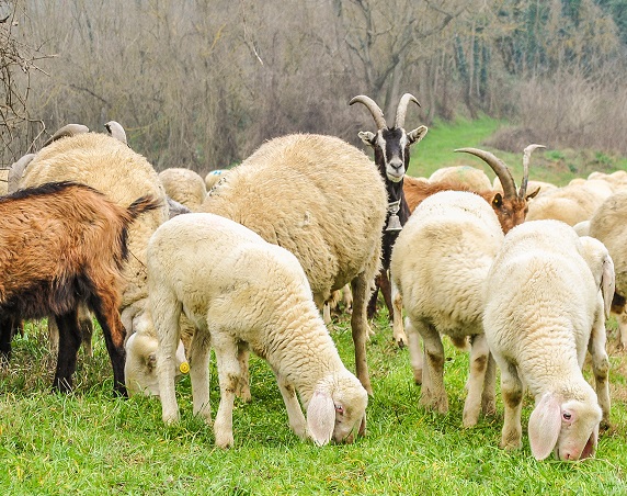 The Sheep and Goat or The Least of These