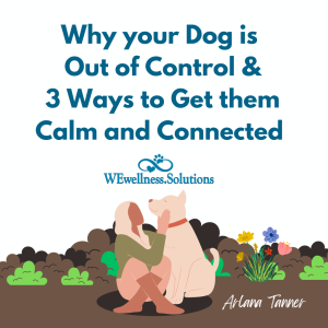Why your Dog is  Out of Control & 3 Ways to Create a Calm and Connected Partnership with your Pet