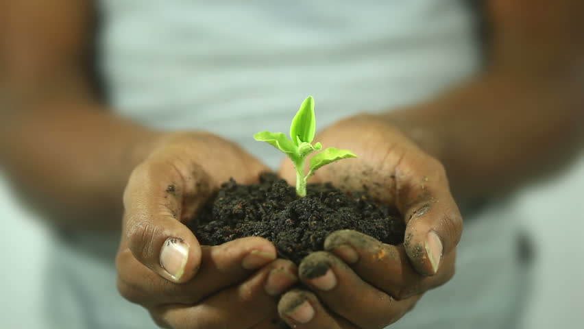 Seed and Soil