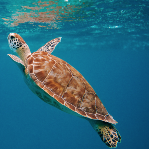 Capitale naturale: cos’è e che ruolo gioca negli investimenti