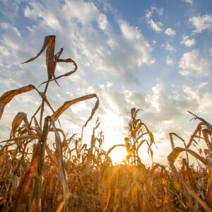 Come si può rispondere agli allarmi climatici con gli investimenti?