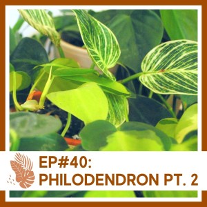 Ep#40: Philodendron- Plant Bio Pt. 2