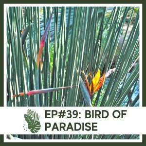 Ep#39: Bird of Paradise- Plant Bio