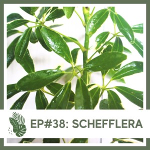 Ep#38: Schefflera- Plant Bio