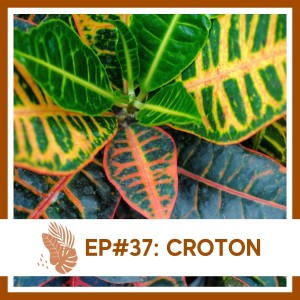 Ep#37: Croton- Plant Bio