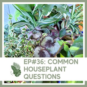 Ep#36: Common Houseplant Questions