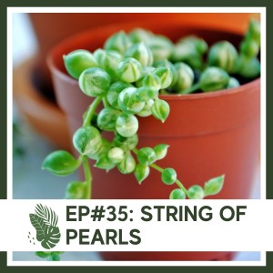 Ep#35: String of Pearls- Plant Bio