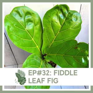 Ep#32: Fiddle Leaf Fig- Plant Bio