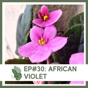 Ep#30: African Violet- Plant Bio