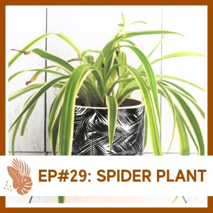 Ep#29: Spider Plant- Plant Bio