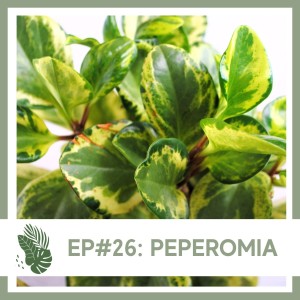 Ep#26: Peperomia- Plant Bio