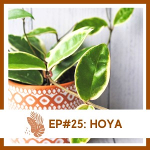Ep#25: Hoya- Plant Bio