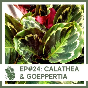 Ep#24: Calathea & Goeppertia- Plant Bio