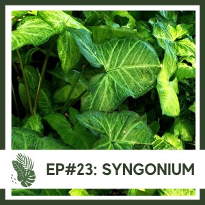 Ep#23: Syngonium- Plant Bio
