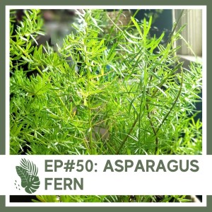Ep#50: Asparagus Fern- Plant Bio