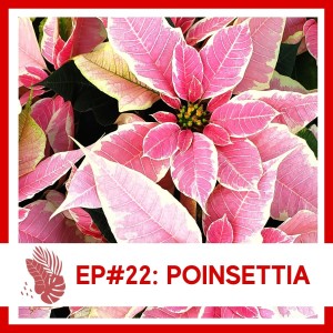 Ep#22: Poinsettia- Plant Bio