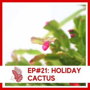 Ep#21: Holiday Cactus- Plant Bio