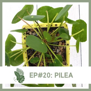 Ep#20: Pilea- Plant Bio