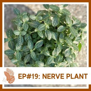 Ep#19: Nerve Plant- Plant Bio