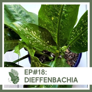 Ep#18: Dieffenbachia- Plant Bio