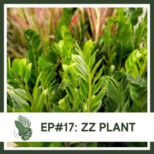 Ep#17: ZZ Plant- Plant Bio