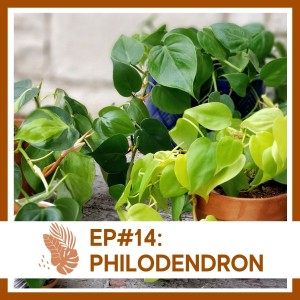 Ep#14: Philodendron- Plant Bio