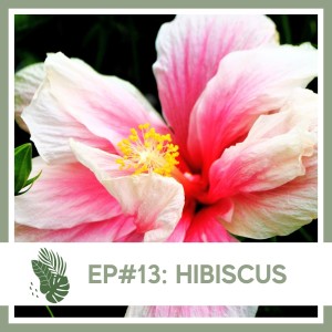 Ep#13: Hibiscus- Plant Bio