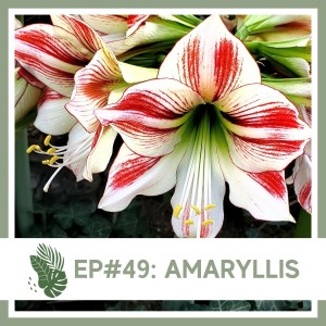 Ep#49: Amaryllis- Plant Bio