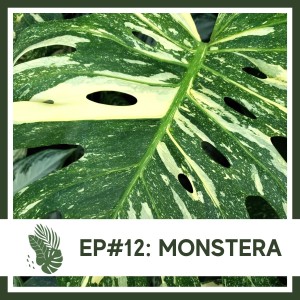 Ep#12: Monstera- Plant Bio