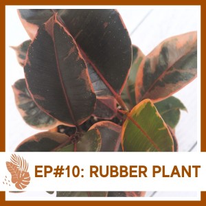 Ep#10: Rubber Plant- Plant Bio