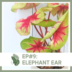 Ep#9: Elephant Ear- Plant Bio