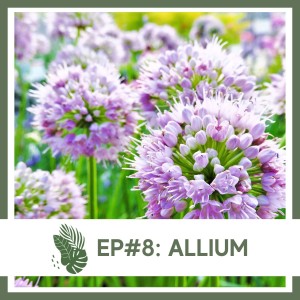 Ep#8: Allium- Landscape Plant Bio