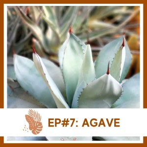 Ep#7: Agave- Plant Bio