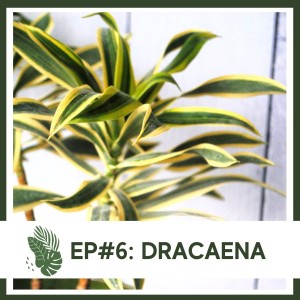 Ep#6: Dracaena- Plant Bio