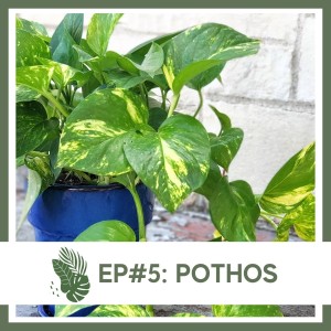 Ep#5: Pothos- Plant Bio