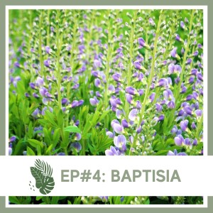 Ep#4: Baptisia- Landscape Plant Bio