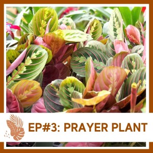 Ep#3: Prayer Plant- Plant Bio