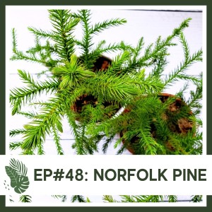 Ep#48: Norfolk Pine- Plant Bio