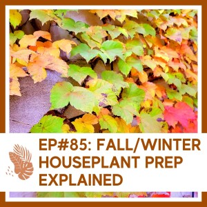 S1 Ep#85 Fall & Winter Houseplant Prep Explained