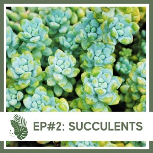 Ep#2: Succulents- Plant Bio