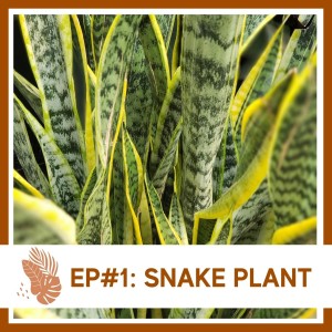 Ep#1: Sansevieria- Plant Bio