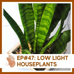 Ep#47: Low Light Houseplants