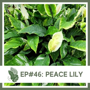Ep#46: Peace Lily- Plant Bio