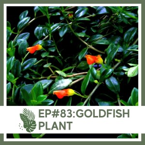 S1 Ep#83 Goldfish Plant- Plant Bio