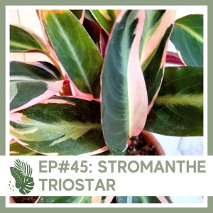 Ep#45: Stromanthe Triostar- Plant Bio