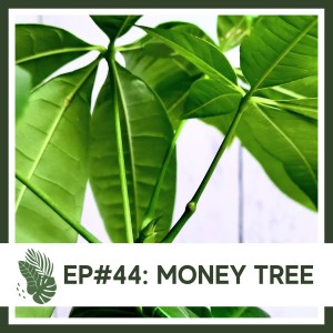 Ep#44: Money Tree- Plant Bio